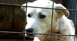 VIDEO Slomljeno srce, beznađe i umor od života - sve to piše u tužnim očima ovog psa